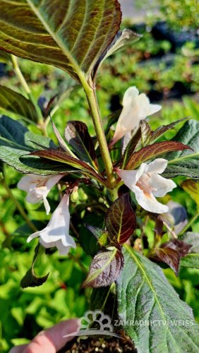 WEIGELA FLORIDA „BLACK AND WHITE“