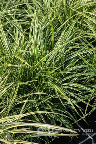 OSTŘICE JAPONSKÁ - CAREX MORROWII „ICE DANCE“