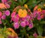 ERYSIMUM ERYSISTIBLE TRICOLOR