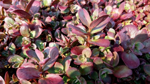 SEDUM SUNSPARKLER FIRECRACKER