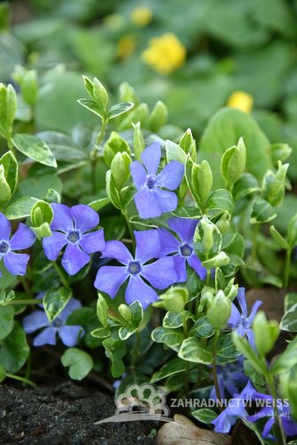 BARVÍNEK – VINCA MINOR VARIEGATA
