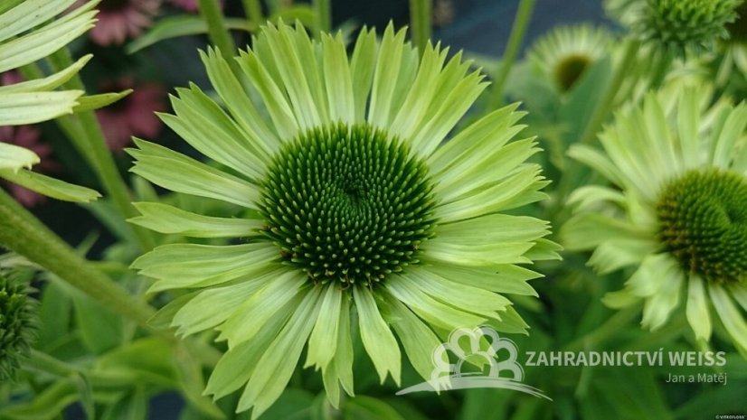 TŘAPATKA - ECHINACEA "GREEN JEWEL"
