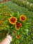 RUDBECKIA X HYBR. LITTLEBECKIA SUNRISE