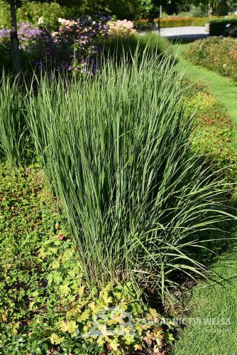 PROSO PRUTNATÉ - PANICUM VIRGATUM PRAIRIE SKY