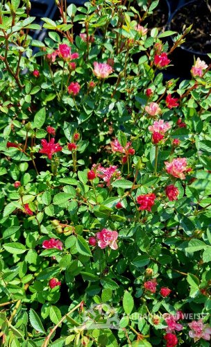RŮŽIČKA – ROSA LILLY ROSE