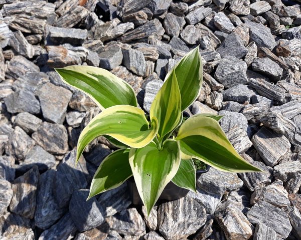 HOSTA "LIBERTY"