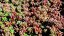 SEDUM ALBUM