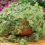 APTENIA CORDIFOLIA - KOSMATEC - MEZOO