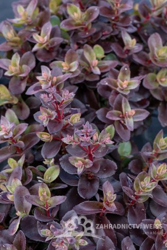 SEDUM HYBRIDUM GLOBE PINK