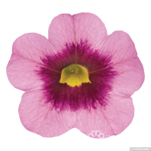 MILLION BELLS METRO EARLY LIGHT PINK EYE