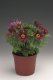 KONIKLEC ČERVENÝ - PULSATILLA DARK RED