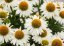 ECHINACEA MEDITATION WHITE