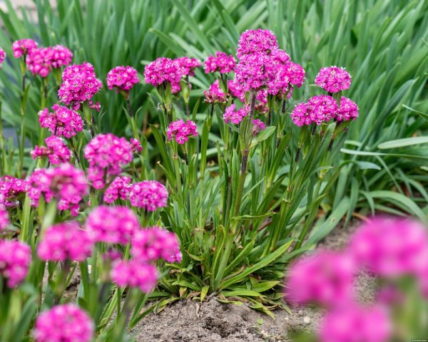 SMOLNIČKA - SILENE VISCARIAL - LYCHNIS CHERRY BUBBLES