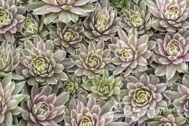 NETŘESK - SEMPERVIVUM CAPRICORN