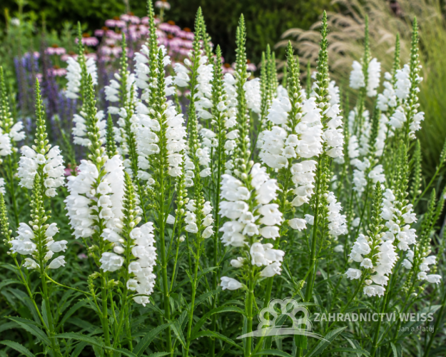 ŘETĚZOVKA VIRGINSKÁ - PHYSOSTEGIA VIRGINIANA ALBA