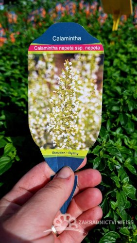 MARULKA LÉKAŘSKÁ – CALAMINTHA NEPETA - BÍLÁ