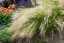 KAVYL PEŘOVITÝ - "STIPA PONYTAILS"