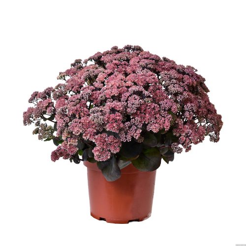 SEDUM HYBRIDUM GLOBE PINK