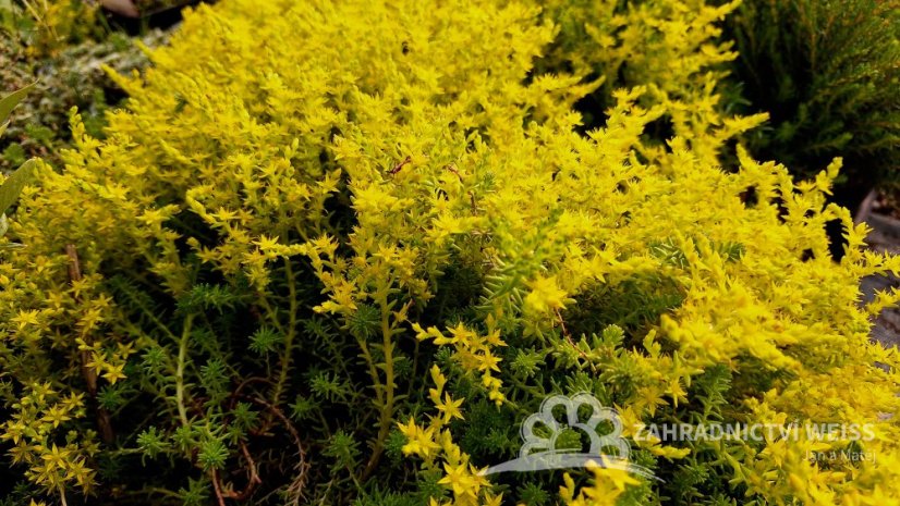 SEDUM SEXANGULARE