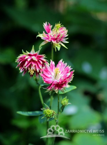 ORLÍČEK OBECNÝ PLNÝ – AQUILEGIA VUL. NORA BARLOW“