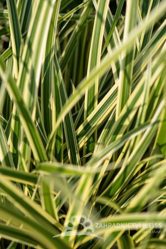 CAREX MORROWII (OSTŘICE JAPONSKÁ) VANILLA ICE