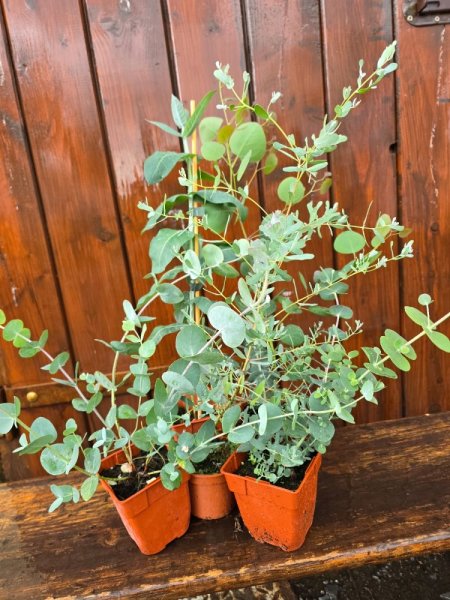 EUCALYPTUS SADA 5KS MIX DRUHY