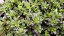 SEDUM FLORIFERUM