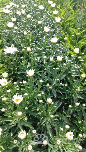 KOPRETINA - LEUCANTHEMUM x SUPERBUM SPOON FULL OF SUGAR