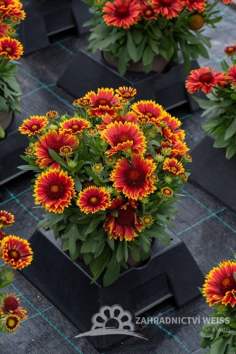 KOKARDA - GAILLARDIA "SPINTOP ORANGE HALO"