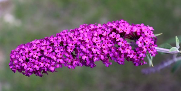 MOTÝLÍ KEŘ PANAŠOVANÝ- BUDDLEJA DAVIDII HARLEQUIN
