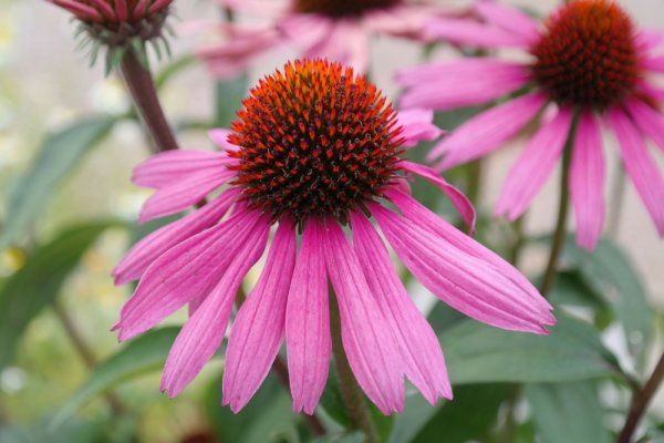 TŘAPATKA NACHOVÁ -  ECHINACEA RŮŽOVÁ