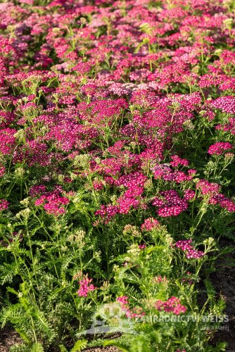 ACHILLEA SUMMERWINE
