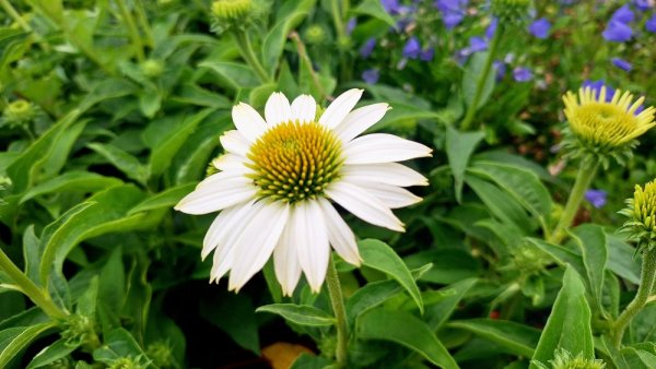 ECHINACEA PURP. PRAIRIE SPLENDOR COMPACT WHITE