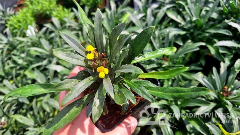 HORČIČNÍK ŽLUTÝ - ERYSIMUM LINIFOLIUM ERYSISTIBLE YELLOW