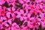 PHLOX SUBULATA - SCARLET FLAME