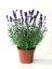 LAVANDULA ANGUSTIFOLIA -  LEVANDULE - BLUE SCENT EARLY