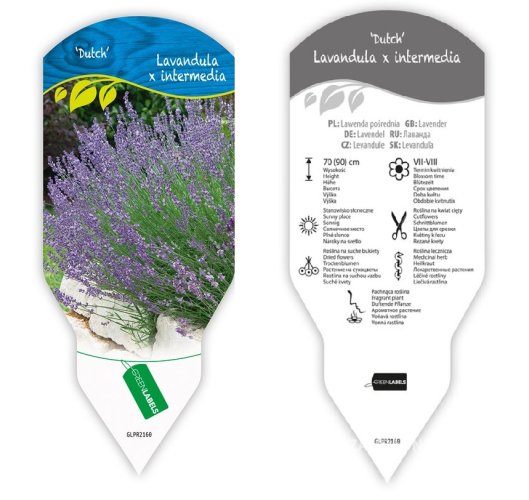 LEVANDULE PROSTŘEDNÍ - LAVANDULA INTERMEDIA DUTCH