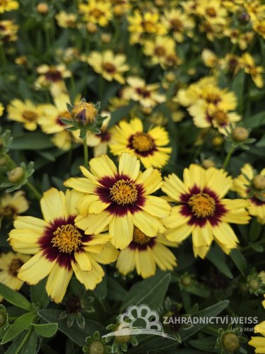 COREOPSIS GRANDIFLORA UPTICK YELLOW & RED