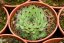 NETŘESK –SEMPERVIVUM TAURUS