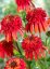 ECHINACEA HOT PAPAYA