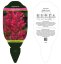 AGASTACHE KUDOS CORAL