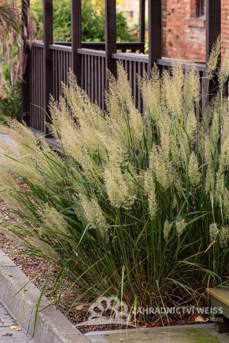 TŘTINA CHLOUPKATÁ - CALAMAGROSTIS BRACHYTRICHA