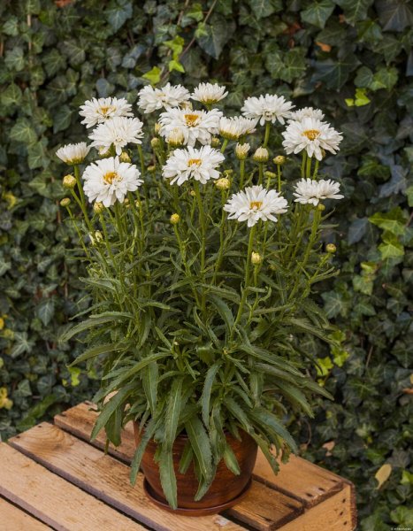 KOPRETINA LEUCANTHEMUM x SUPER. VICTORIAN SECRET