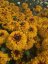 RUDBECKIA HIRTA JAMAICA