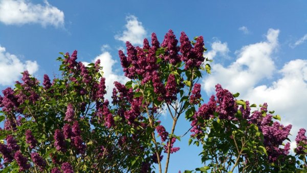 ŠEŘÍK OBECNÝ - SYRINGA VULGARIS "ZNAMYA LENINA"