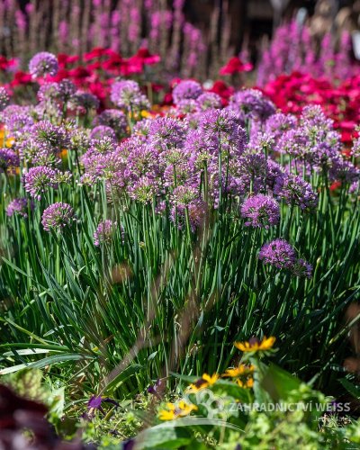 OKRASNÝ ČESNEK - ALLIUM HYBRIDA SERENDIPITY