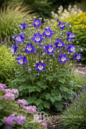 ORLÍČEK - AQUILEGIA ALPINA NAVY BLUE