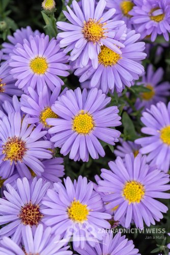 ASTRA PODZIMNÍ – ASTER DUMOSUS PROF. ANTON KIPPENBERG
