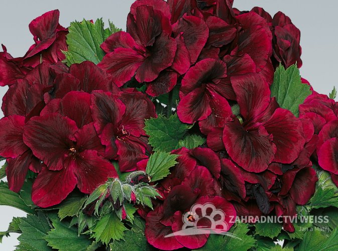 ANGLICKÝ MUŠKÁT ČERVENÝ -  „CANDY FLOWERS DARK RED“