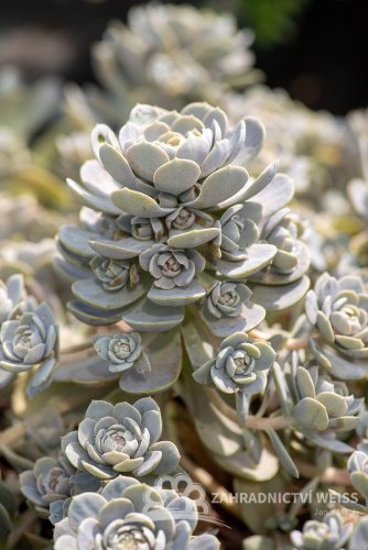 OROSTACHYS CHINESE HAT